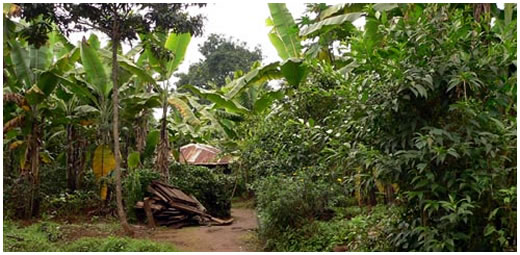 machame village, narrow road to the house in the green vegetation